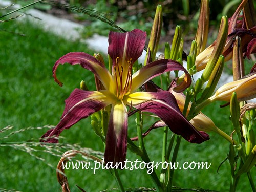 Daylily Charon the Ferryman (Hemerocallis)
40 inches
7 inch, purple with yellow white midribs above large yellow throat 
spider
dipliod
semi evergreen
Bachman 2003
